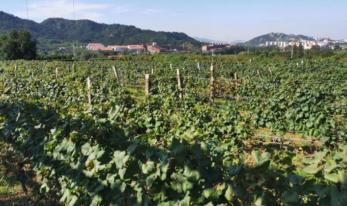 1600150312775135.jpg 兒啊群無(wú)多a.jpg