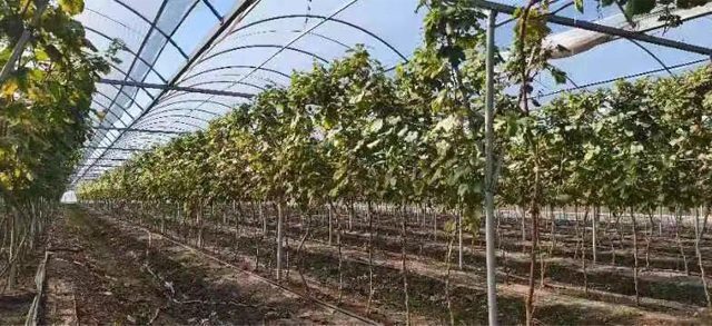 1668234292834495.jpg 11198.jpg